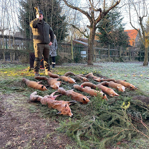 Lange Fuchsnacht Forst Eibenstein