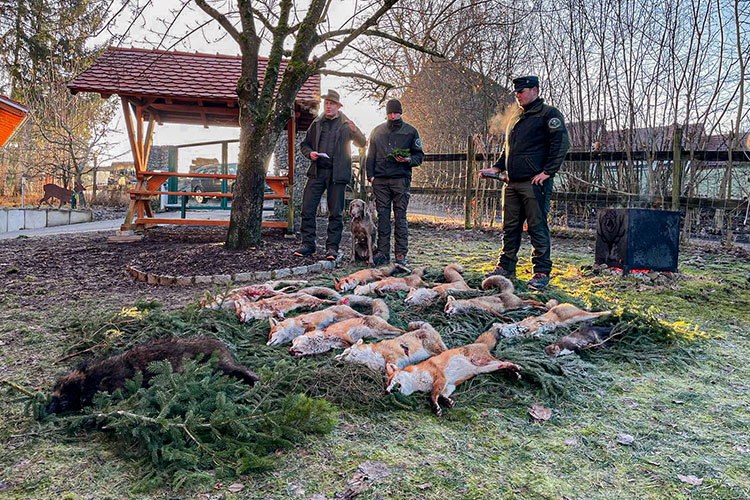 Lange Fuchsnacht Forst Eibenstein