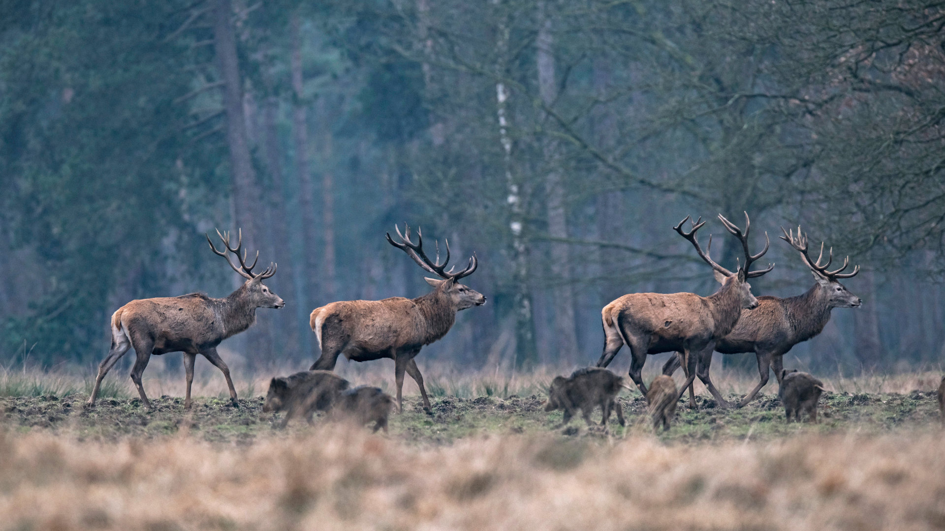 Pirschjagdseminar Sliderbild