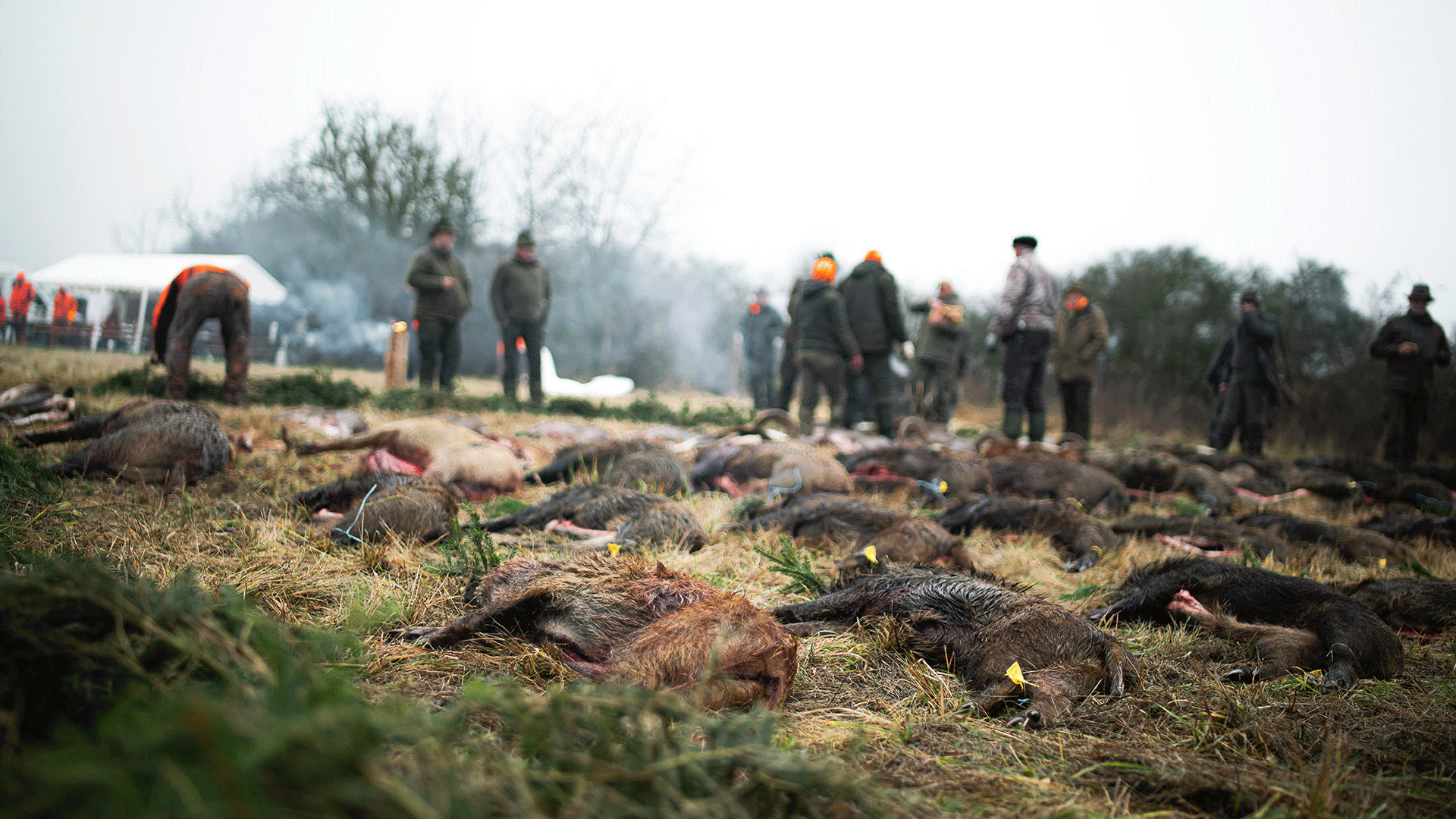 Drückjagd_Tschechien